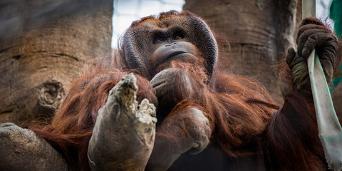 Orangutan © Andrew
