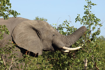 Afrikanischer Elefant / African elephant / Loxodonta africana
