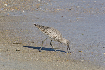 Willet 1