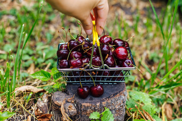 Hand holding mini shopping basket full of fresh red ripe cherries on green background