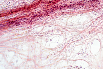 Areolar connective tissue under the microscope view.