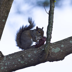 Naklejka na ściany i meble Squirrel Eating a Pine Cone