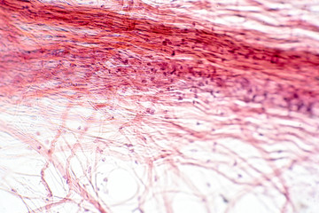 Areolar connective tissue under the microscope view.