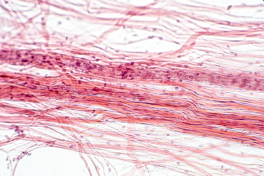 Areolar Connective Tissue Under The Microscope View.