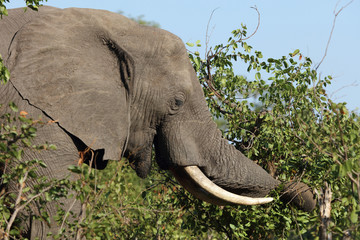 Afrikanischer Elefant / African elephant / Loxodonta africana