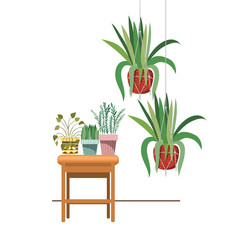 houseplants on macrame hangers and table