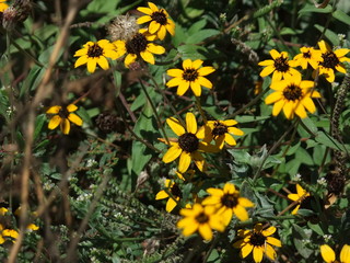 Close-up of the flowers of Zinnia maritima (cinia; Asteraceae, Composite), a plant with ornamental potential