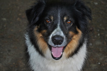 Portrait of Herding Dog 