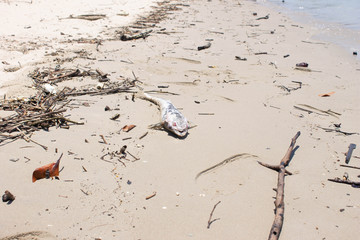 dead shark sucker on beach