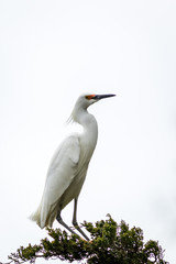 Snowy Egret, Egretta thula, a small white heron looks graceful and elegant in delicate whispy plumage on green branch and white background, portrait