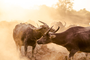 The background of animals (buffalo herds) that walk, run in the fields, are blurred by movement, live together in groups and use for agriculture, rice farming in Thailand.