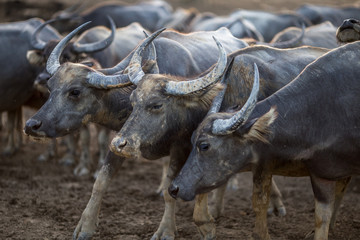 The background of animals (buffalo herds) that walk, run in the fields, are blurred by movement, live together in groups and use for agriculture, rice farming in Thailand.
