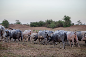 Naklejka na ściany i meble The background of animals (buffalo herds) that walk, run in the fields, are blurred by movement, live together in groups and use for agriculture, rice farming in Thailand.