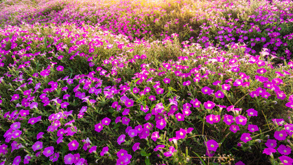 Landscape of blooming pink and white flower field on mountain under the red colors of the summer sunset.