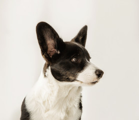 Portrait of a black and white corgi looking to the side on an isolated background