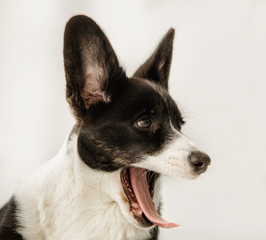 Portrait of black and white corgi looking to the side yawning