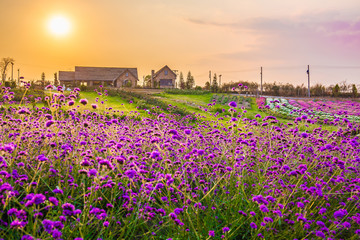Landscape of blooming lavender flower field with beautiful house on mountain under the red colors of the summer sunset.