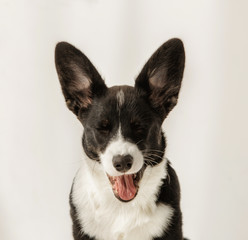 Portrait of black and white corgi yawns on an isolated background