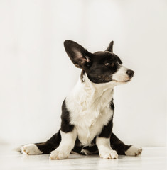 Portrait of pretty black and white corgi doing splits and looking ahead on a floor