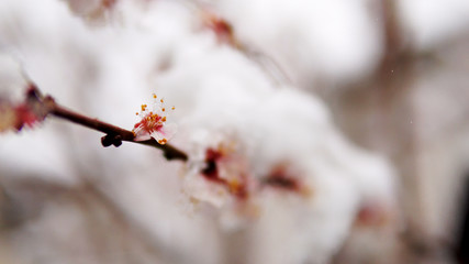 Closeup shot of tree blossom flower and snow in the spring. Weather anomalies