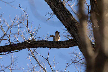 Wood duck on the tree