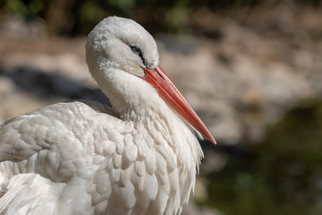 portrait of stork