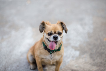 Background view of the dog's face close-up, Mediterranean Pomeranian species, not very large, with...