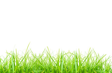 Green grass on white background.