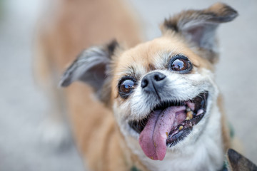 Background view of the dog's face close-up, Mediterranean Pomeranian species, not very large, with blurred movements, often kept as a lonely friend or sometimes at home