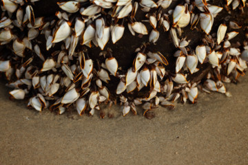 Blur Sea shell that grew on drift wood washed up on the beach