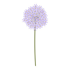 Isolated dandelion flower image. Vector illustration design
