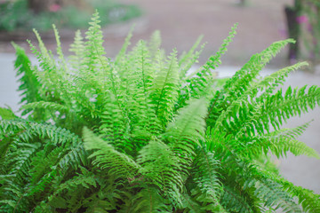 Blurred background of interior room (bakery coffee restaurant) by bringing a vase, wooden table Bookshelves, for the beauty of the shop and impressing those found 