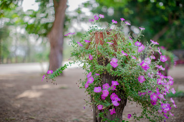 Blurred background of flowers, natural wallpaper in the park or decorative garden