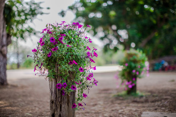 Blurred background of flowers, natural wallpaper in the park or decorative garden