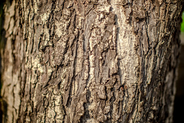 The background view of the tree bark is closer, has a rough brown color according to the growth of the stem, natural beauty 