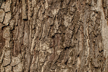 The background view of the tree bark is closer, has a rough brown color according to the growth of the stem, natural beauty 