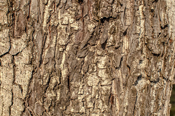 The background view of the tree bark is closer, has a rough brown color according to the growth of the stem, natural beauty 