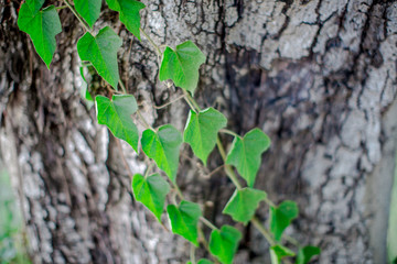 The background view of the tree bark is closer, has a rough brown color according to the growth of the stem, natural beauty 