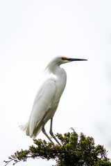 Snowy Egret, Egretta thula, a small white heron looks graceful and elegant in delicate whispy plumage on green branch and white background, portrait
