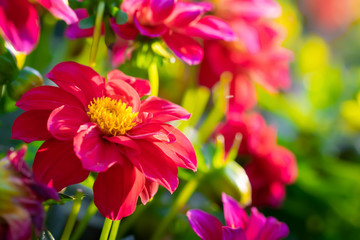 flowering red dahlias in the garden