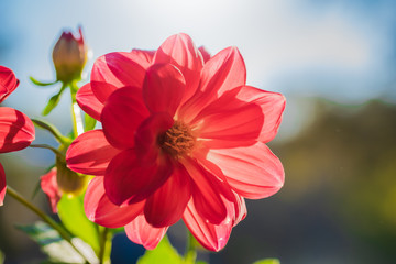 flowering red dahlias in the garden