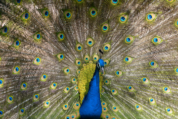 Fototapeta premium peacock