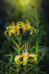 Flower of yellow lily
