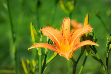 Fototapeta na wymiar flower of orange lily