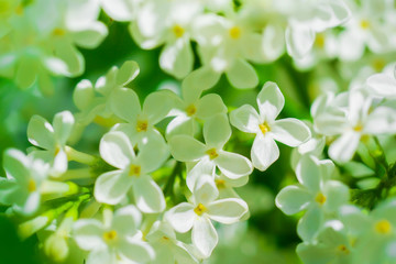 Branch of blossoming white lilac on a sunny day