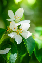 Obraz na płótnie Canvas Branch of a blossoming apple tree in white flower