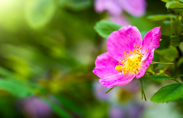 Blooming pink eglantine spring day