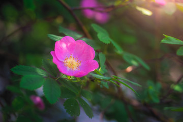 Blooming pink eglantine spring day