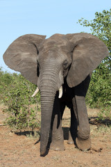 Afrikanischer Elefant / African elephant / Loxodonta africana