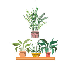 houseplants with potted on shelf isolated icon